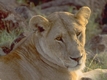 Rys 193: African Lion.jpg [54459 bajt�w]